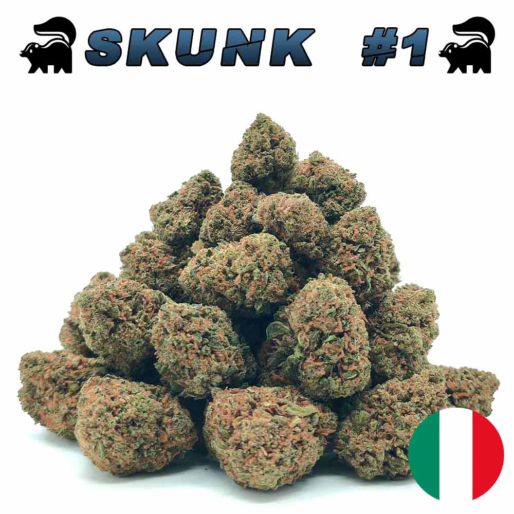 Popcorn - Skunk #1