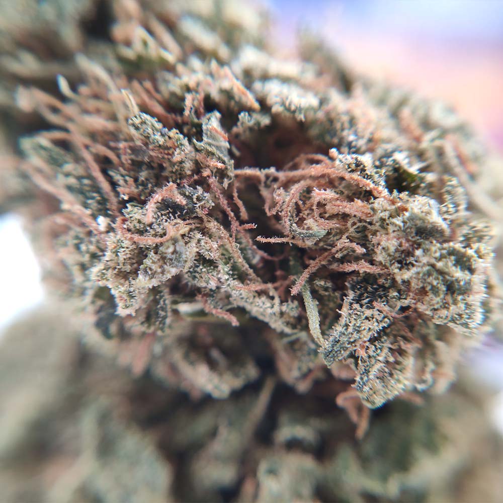 Super Silver Haze - LFC drop #01