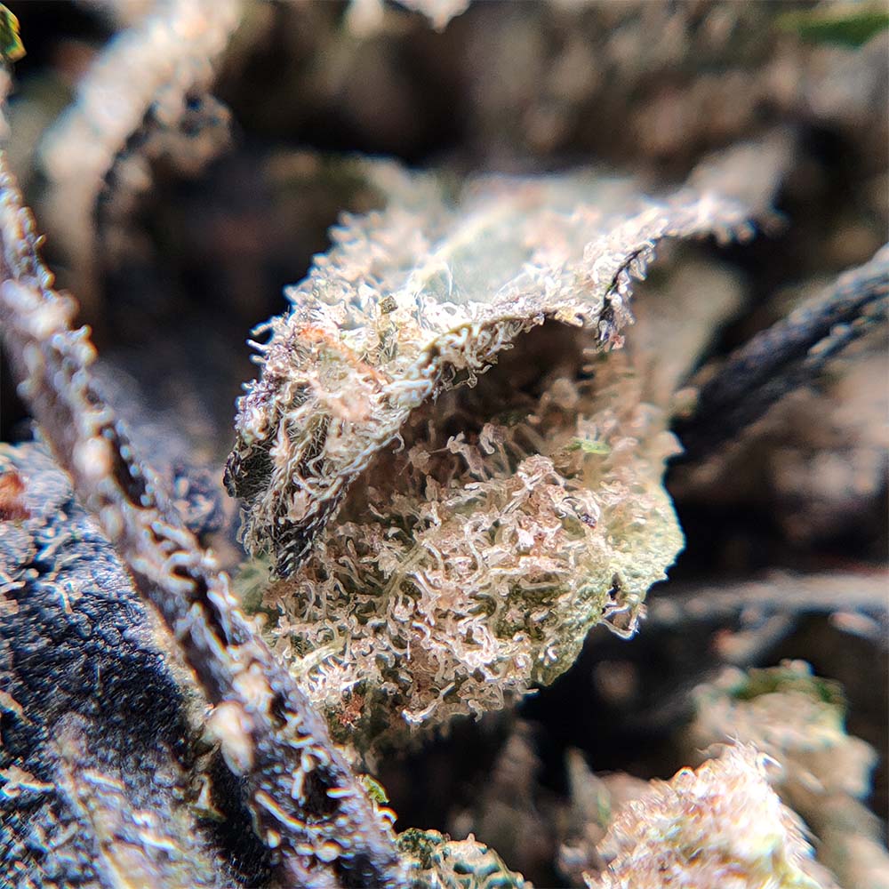Trim 100% Indoor - Bubble Gum - LFC Drop #01
