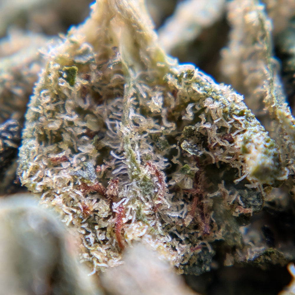Miettes résineuses de fleurs de CBD Tropical OG France