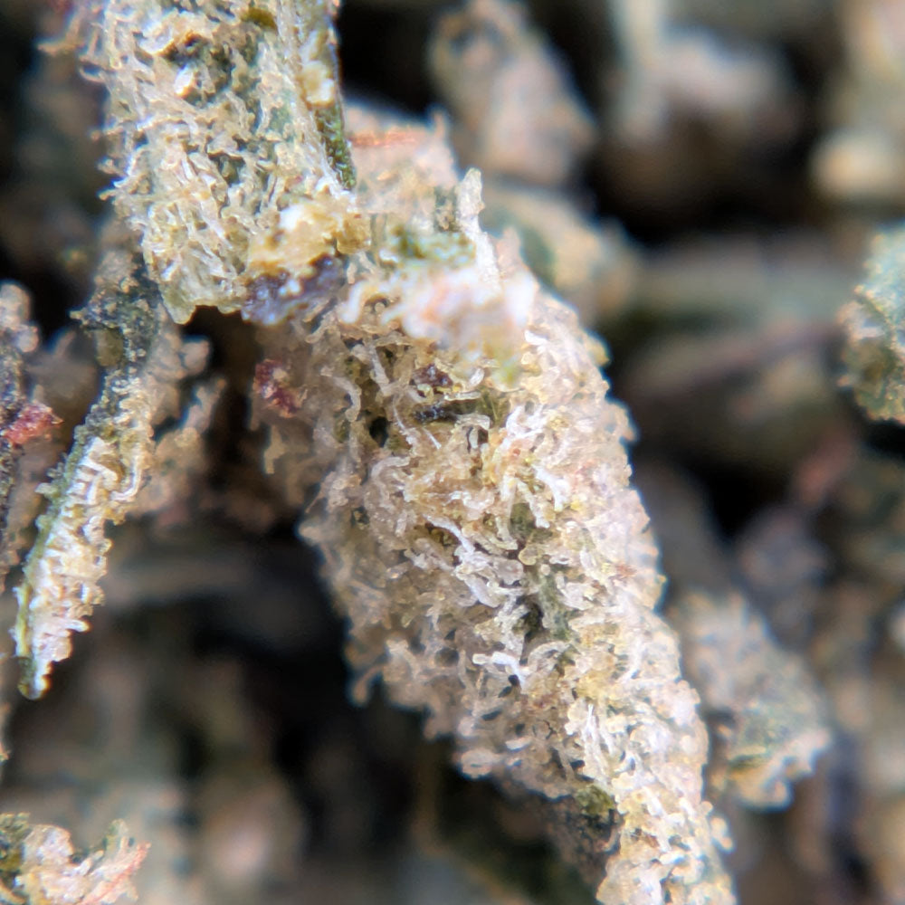 Trim de CBD Tropical OG indoor zoom sur trichomes