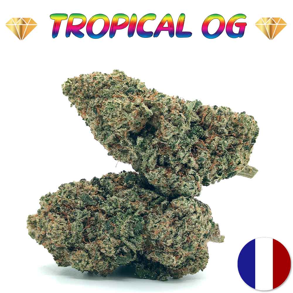 Tropical Og - Popcorn Luxury Edition