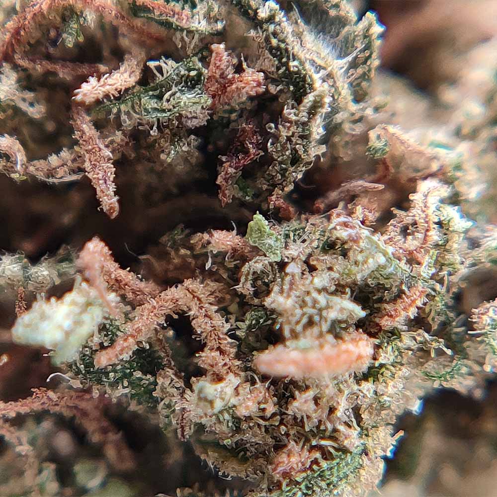 Popcorn - Tropical Kush