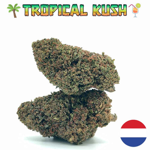Fleur de CBD pas cher Tropical Kush glasshouse Big Bud Pays-Bas Les Frères CBD