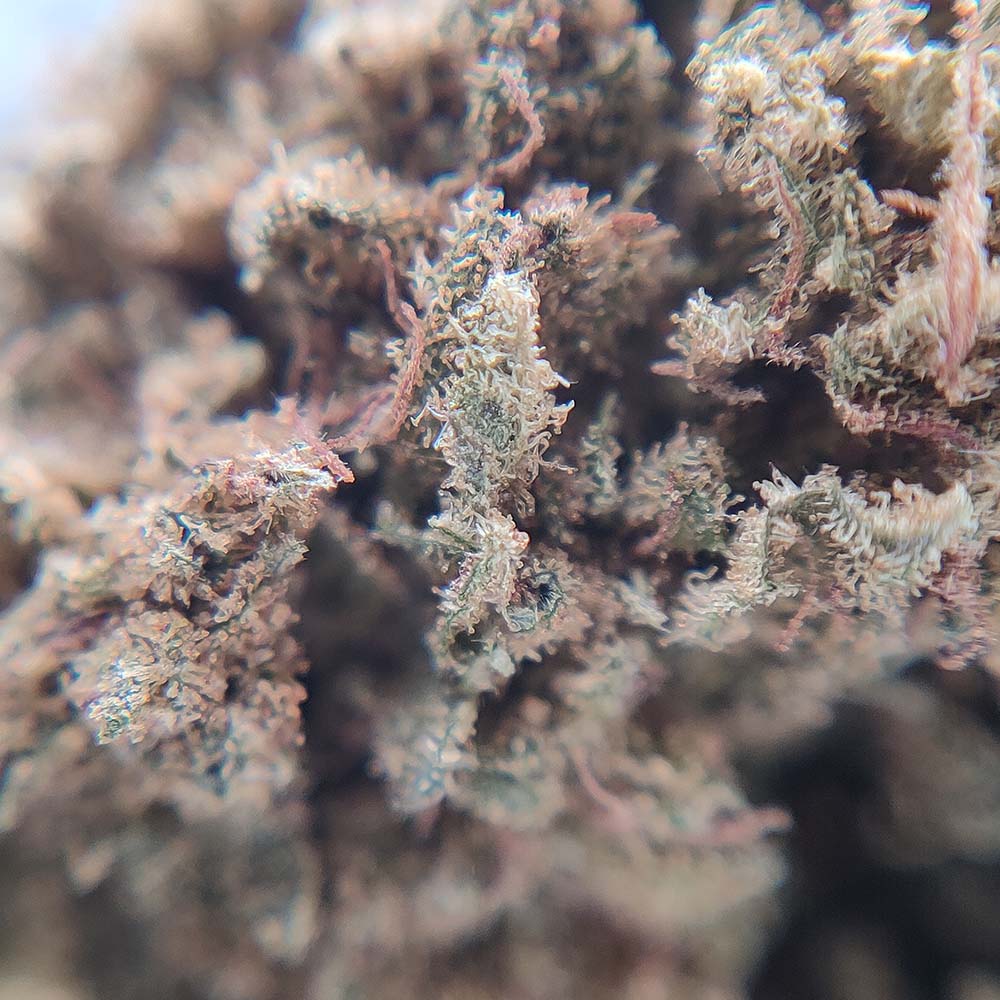 Popcorn - White Widow