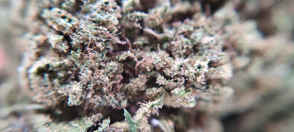 Buddha Cheese