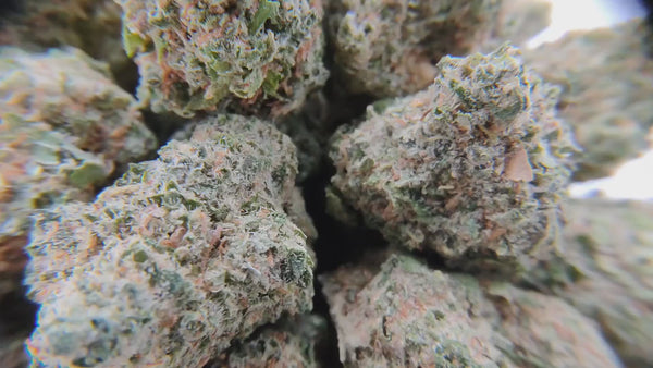 Popcorn - Champagne Kush