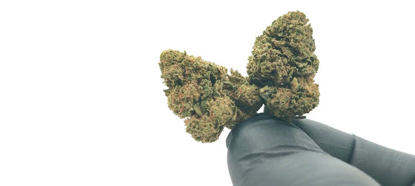 Popcorn - Pineapple Haze