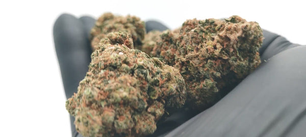 Durban Poison - Luxury Edition