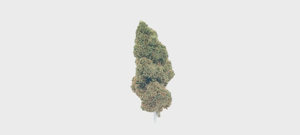 OG Kush CBD