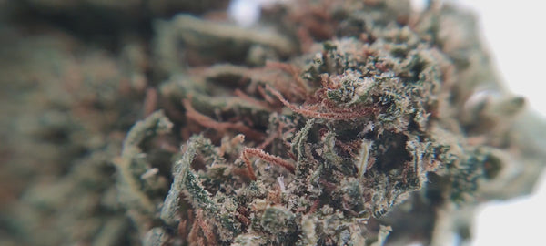 Ghost Train Haze CBD USA