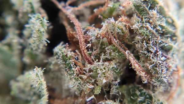 Orange Bud - Luxury Edition