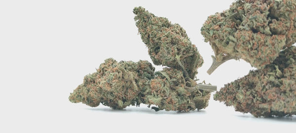 Bruce Banner CBD