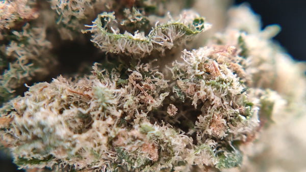 G13 Haze - Popcorn Luxury Edition
