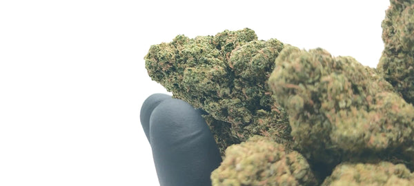 Apple Fritter CBD USA - Luxury Edition