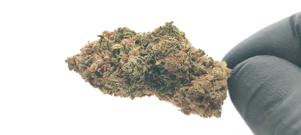 Cereal Milk CBD
