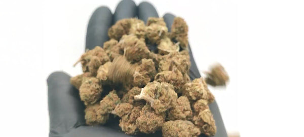 Lifter CBD USA - Popcorn Luxury Edition