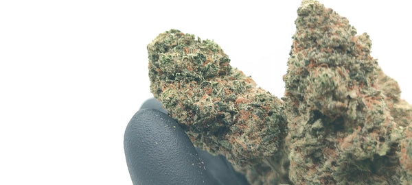 Tropical OG - Luxury Edition