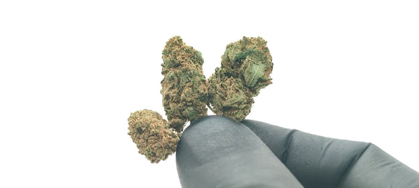 Popcorn - Champagne Kush