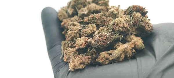 Popcorn - Harlequin