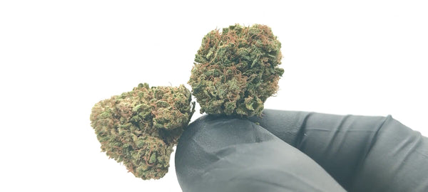 Popcorn - White Widow