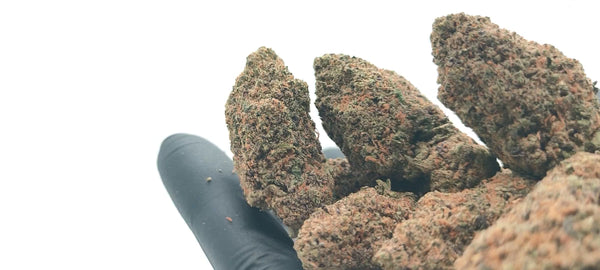 Tropicana Cookies CBD USA - Luxury Edition