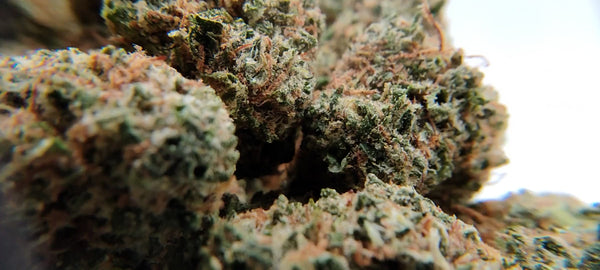 California Haze - Popcorn Luxury Edition