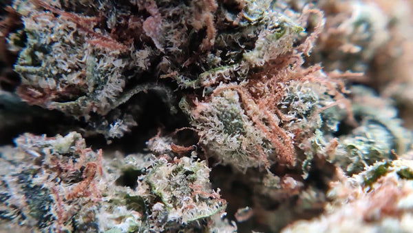 Hawaiian Haze - Luxury Edition