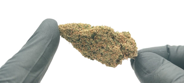 G13 Haze - Luxury Edition