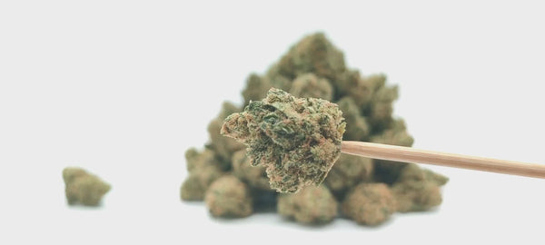 Jack Herer - Popcorn Luxury Edition