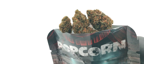 Popcorn - Gelato 41
