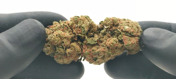 Amnesia Diesel - Luxury Edition