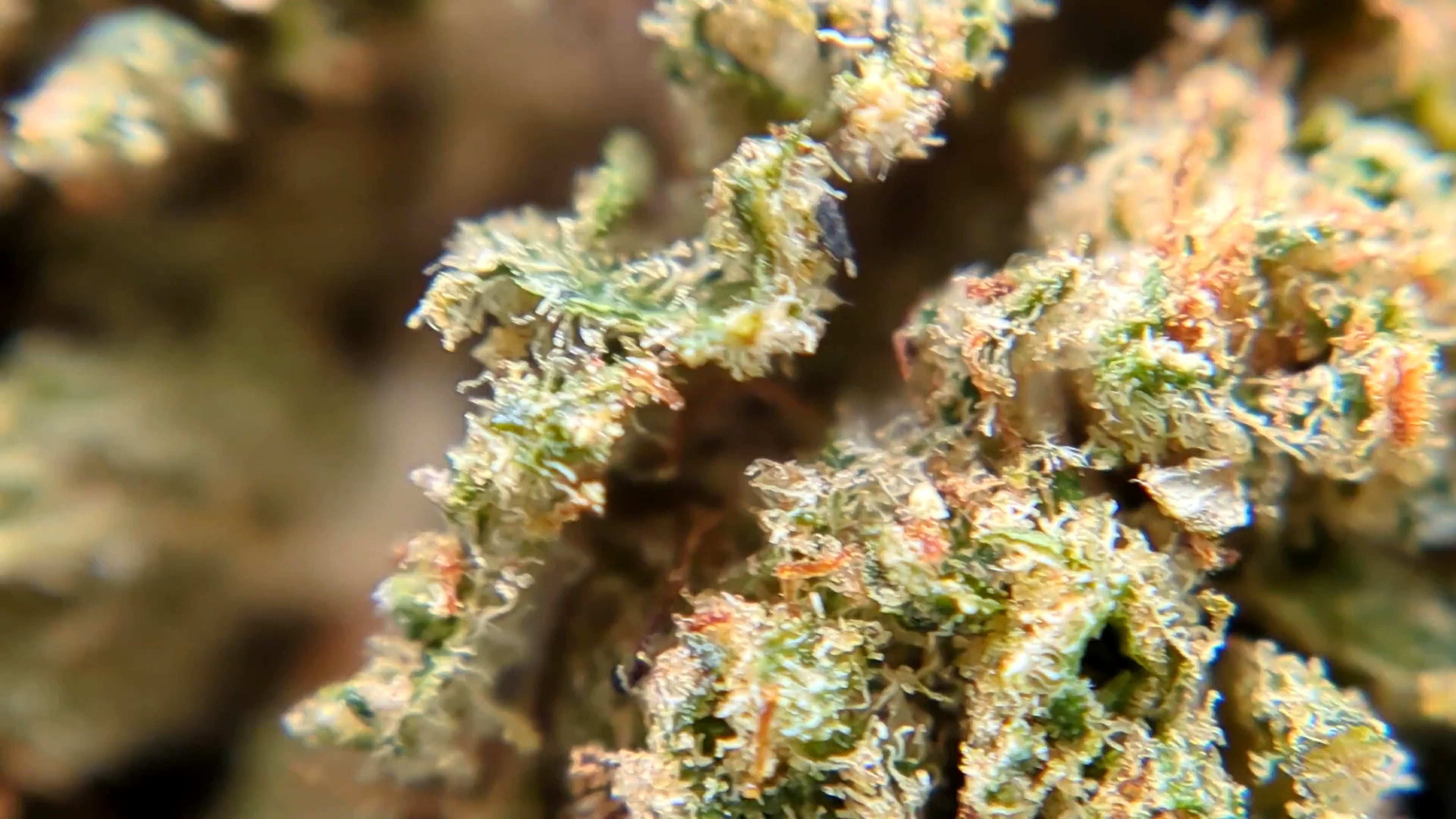 Vidéo fleur de CBD indoor premium Papaya Haze Big Bud