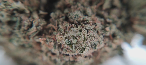 Sour Amnesia - Luxury Edition