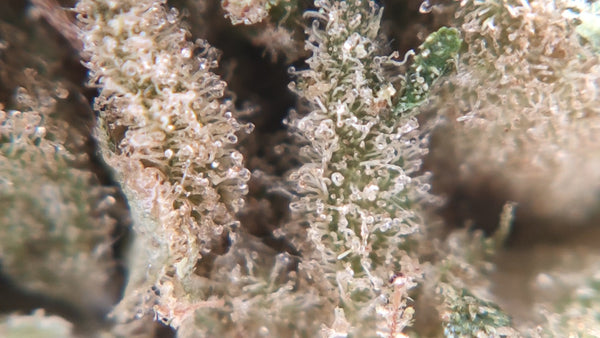 Apple Fritter CBD USA - Luxury Edition