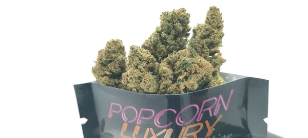 G13 Haze - Popcorn Luxury Edition