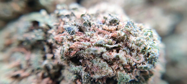 Popcorn - Platinum Kush CBD USA