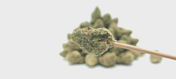 Plutonium US CBD - Popcorn Luxury Edition