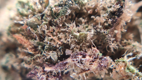 Orange Sherbet - Luxury Edition
