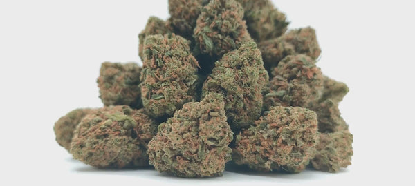 Popcorn - Skunk #1