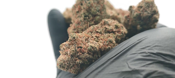 Cereal Milk CBD USA - Luxury Edition