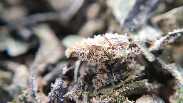 Trim 100% Indoor - Bubble Gum - LFC Drop #01