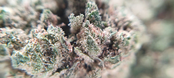 Popcorn - California Haze