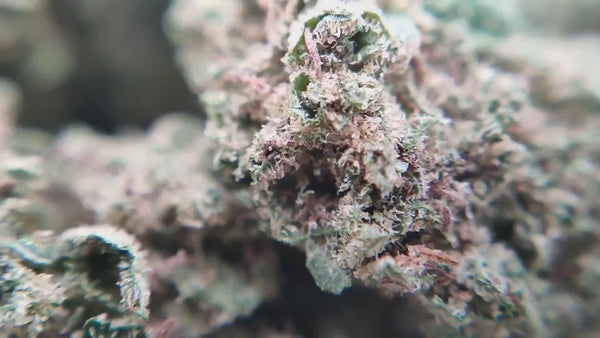 Popcorn - White Widow