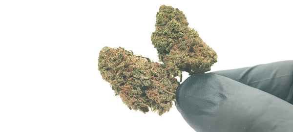 Super Silver Haze - LFC drop #01