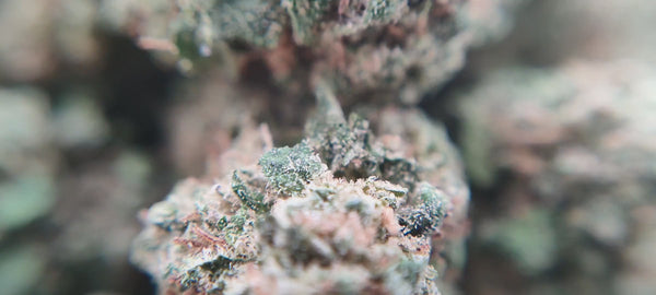Popcorn - Bubba Kush