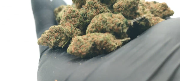 Lifter CBD USA - Popcorn Luxury Edition - LFC Drop #01