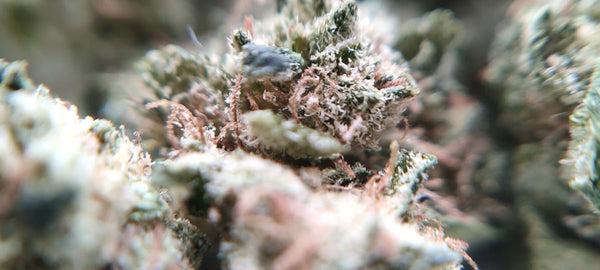 Orange Bud - Popcorn Luxury Edition