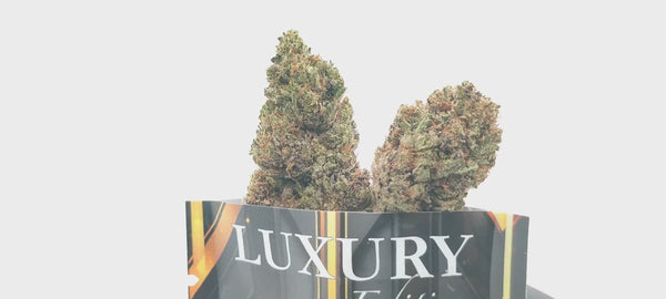Orange Bud - Luxury Edition