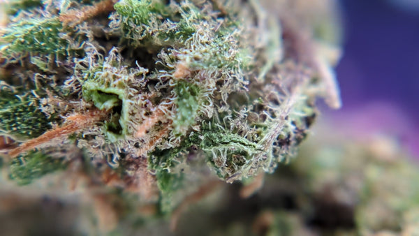 Purple Haze CBD - Popcorn Luxury Edition